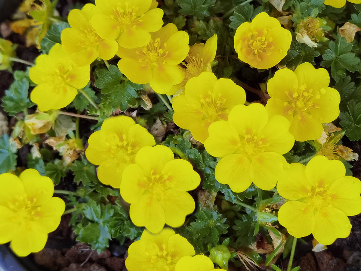 Potentilla verna ‘Nana’